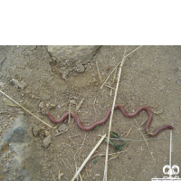 گونه مار کرمی شکل اوراسیا Eurasian Blind Snake